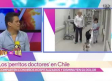 Perritos se convierten en Doctores en Chile