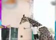 Hombre alcoholizado monta el lomo de una jirafa en zoológico