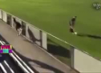 Canguro interrumpe partido de fútbol en Australia