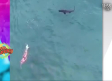Captan a tiburón rondando a una turista