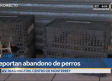 Abandonan a dos perritos encerrados en cajas de plástico en el Centro de Monterrey