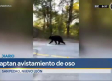 VIDEO: Sorprende avistamiento de oso a vecinos de la colonia Olinalá Palmiras