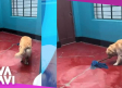 Perro se hace viral por aprender a trapear su casa