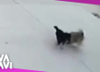 Perrito salva a su amigo de ser atropellado