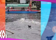 Perro se lanza al canal de Xochimilco