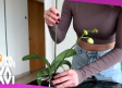 Aprende los mejores tips para cuidar una orquídea