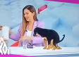 Perrito hace sus 'gracias' durante presentación en televisión