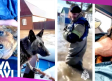 Rescatan a perritos atrapados por inundaciones en Rusia