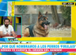 ¿Por qué nombramos a los perros 'Firulais'?