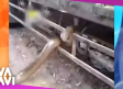 Captan a serpiente queriendo atacar a chofer