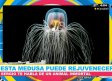 La Medusa ¿el animal que nunca muere?