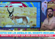 Estos son los animales del desierto mexicano