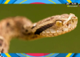 Se dejó morder por 200 serpientes por ayudar al mundo