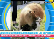 Curiosidades y datos sobre los capibaras