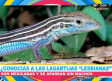 Las lagartijas mexicanas ¿la especie que no ocupa de los machos?
