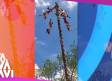 Voladores de papantla sufrien accidente