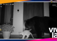 Captan a dos osos en Monterrey