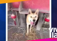 Perros se hacen virales por viajar con su dueño en tráiler