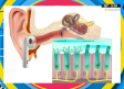 ¿Para qué sirven los pliegues que tenemos en la oreja?