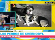 Los perros de Chernobyl ¿ya no son perros?