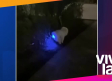 Perrito se come pelota luminosa