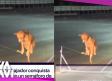 Perro causa sensación por trabajar en semáforo