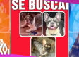 José Manuel Figueroa pide ayuda para encontrar a sus tres perritos