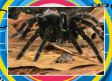 Hay una tarántula que tiene una mascota