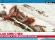 Las chinches, se convierten en herramientas policiacas