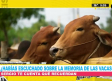 Datos curiosos sobre las vacas