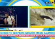 Datos curiosos sobre el salmón