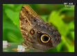 ¿Por qué dibujamos mal a las mariposas?