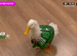 El pato 'Merlín' hace su predicción sobre los partidos de México