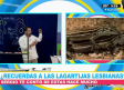 Casos sorprendentes sobre la reproducción animal
