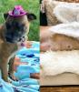 Refugio rescata a perritas embarazadas y les organiza ‘Baby Shower’