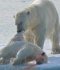 Osos polares se convierten en caníbales por culpa de los seres humanos