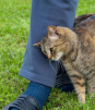 ¿Por qué los GATOS se frotan en las piernas de sus dueños?