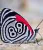 La sorprendente mariposa con el NUMÉRO 88 dibujado en sus alas