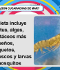 Los camarones ¿son cucarachas de mar?