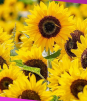 Este es el VERDADERO significado de dar flores amarillas