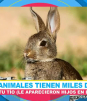 Estos animales pueden tener miles de crías