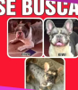 José Manuel Figueroa pide ayuda para encontrar a sus tres perritos