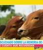 Datos curiosos sobre las vacas