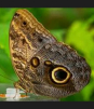 ¿Por qué dibujamos mal a las mariposas?