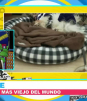 'Lazare' el perro más viejo del mundo