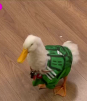 El pato 'Merlín' hace su predicción sobre los partidos de México