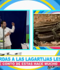Casos sorprendentes sobre la reproducción animal