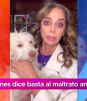 Famosas piden justicia para Rocky, perrito que fue arrastrado por camioneta