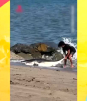 Pescador salva a tiburón y lo regresa al mar