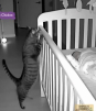 Los gatos son cuidadores de bebés por este motivo